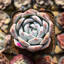 Echeveria 'Ivory' 2" Succulent Plant Cutting