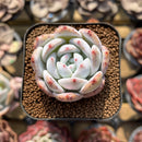 Echeveria 'Ivory' 2" Succulent Plant Cutting