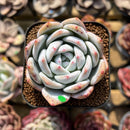 Echeveria 'Ivory' 2" Succulent Plant Cutting