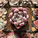 Echeveria 'Peña' 1"-2" Succulent Plant Cutting