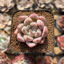 Echeveria 'Peña' 1"-2" Succulent Plant Cutting