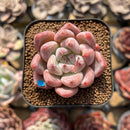 Echeveria 'Peña' 1"-2" Succulent Plant Cutting