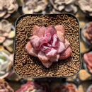 Echeveria 'Recall' 1" Succulent Plant Cutting