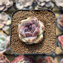 Echeveria sp. 1" Succulent Plant Cutting