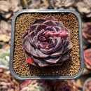 Echeveria 'Yasmin' 2" Succulent Plant Cutting