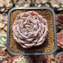 Echeveria 'Ultra Violet' 2" Succulent Plant Cutting
