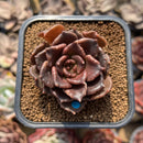 Echeveria 'Super Bowl' 2" Succulent Plant Cutting
