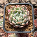 Echeveria 'Pendom Of Pink' 2" Succulent Plant Cutting