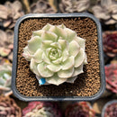 Echeveria 'Margaret' Variegated 2" Cluster Succulent Plant Cutting