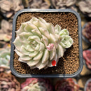 Echeveria 'Margaret' Variegated 2" Cluster Succulent Plant Cutting