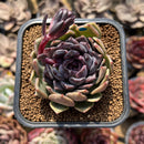 Echeveria 'Boracay' 2" Succulent Plant Cutting