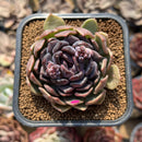 Echeveria 'Boracay' 2" Succulent Plant Cutting