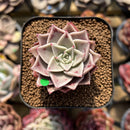Echeveria 'Guerlain' 1"-2" New Hybrid Succulent Plant Cutting