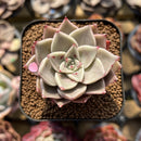 Echeveria 'Guerlain' 1"-2" New Hybrid Succulent Plant Cutting