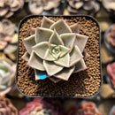 Echeveria 'Guerlain' 1"-2" New Hybrid Succulent Plant Cutting