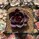 Echeveria 'Kauai' 1"-2" Succulent Plant Cutting