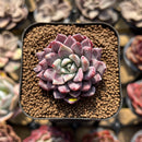 Echeveria 'Red Leopard' 1"-2" Succulent Plant Cutting