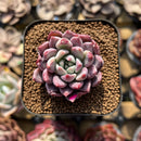 Echeveria 'Red Leopard' 1"-2" Succulent Plant Cutting