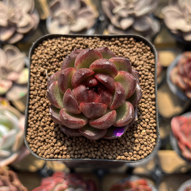 Echeveria 'Cats Eye' 2