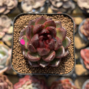 Echeveria 'Cats Eye' 2" Succulent Plant Cutting