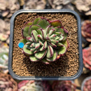 Echeveria 'Joan Daniel' 2" Succulent Plant Cutting