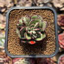 Echeveria 'Joan Daniel' 2" Succulent Plant Cutting