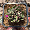 Echeveria 'Joan Daniel' 2" Succulent Plant Cutting