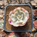 Echeveria 'Secunda' Original Form Variegated 1"-2" Succulent Plant Cutting