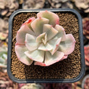 Echeveria 'Secunda' Original Form Variegated 1"-2" Succulent Plant Cutting