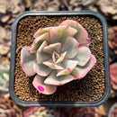 Echeveria 'Secunda' Original Form Variegated 1"-2" Succulent Plant Cutting