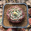 Echeveria ‘Aaron’ 1"-2" Succulent Plant Cutting