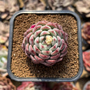 Echeveria ‘Aaron’ 1"-2" Succulent Plant Cutting
