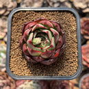 Echeveria 'Marshmallow' 2" Succulent Plant Cutting