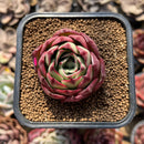 Echeveria 'Marshmallow' 2" Succulent Plant Cutting