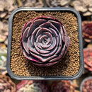 Echeveria 'Muesli' 1"-2" Succulent Plant Cutting