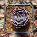 Echeveria 'Muesli' 1"-2" Succulent Plant Cutting