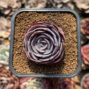 Echeveria 'Muesli' 1"-2" Succulent Plant Cutting