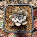 Echeveria 'Jinjuhee' 1"-2" Succulent Plant Cutting