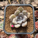 Echeveria 'Jinjuhee' 1"-2" Succulent Plant Cutting