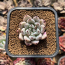 Echeveria 'Bijou' 1"-2" New Hybrid Succulent Plant