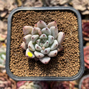 Echeveria 'Bijou' 1"-2" Succulent Plant Cutting