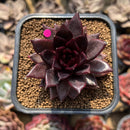 Echeveria 'Nike' 2" Succulent Plant Cutting