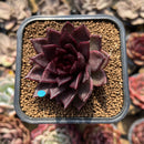 Echeveria 'Nike' 2" Succulent Plant Cutting