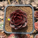 Echeveria 'Raspberry' 1"-2" Succulent Plant Cutting