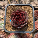 Echeveria 'Raspberry' 1"-2" Succulent Plant Cutting