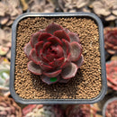 Echeveria 'Raspberry' 1"-2" Succulent Plant Cutting