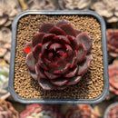 Echeveria 'Raspberry' 1"-2" Succulent Plant Cutting