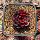 Echeveria 'Raspberry' 1"-2" Succulent Plant Cutting