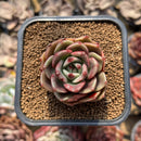 Echeveria 'Blue Marine' 2" Succulent Plant Cutting