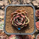 Echeveria 'Blue Marine' 2" Succulent Plant Cutting